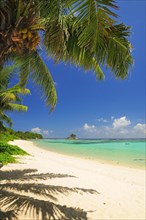 Palm tree on the beach of Anse Royal