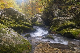 Mountain Mostnica stream flows through a narrow gorge