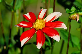 Dahlie Windmill (Asteraceae)