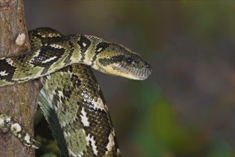 Madagascar Tree Boa (Sanzinia madagascariensis)