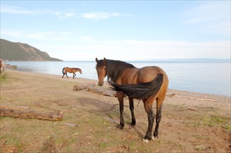 Horses in front of Lake Baikal