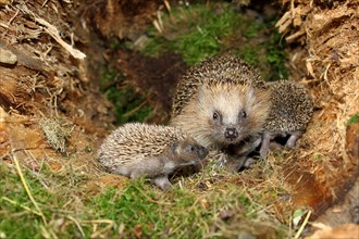 European Hedgehog (Erinaceus europaeus) with young