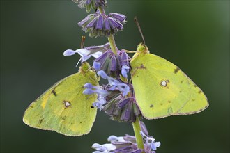 Two Pale Clouded Yellows (Colias hyale)