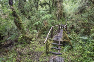 Hiking trail through the cold rain forest to the Cascadas Bajas