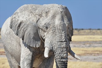 African Elephant (Loxodonta africana)