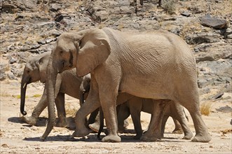 Group of the rare Namibian Desert Elephant (Loxodonta africana)