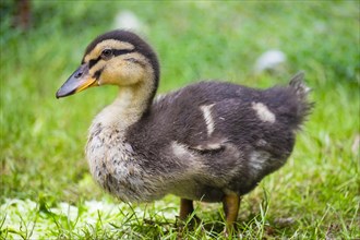 Three-week-old duckling in the grass