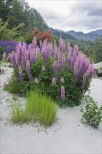 Lupines (Lupinus sp.) growing on volcanic ash