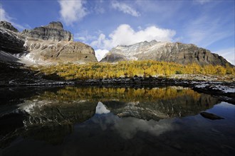 A yellow coloured larch forest and Eiffel Peak are reflected in a mountain lake