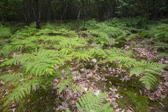 Ferns growing on the forest floor