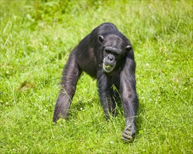 Western Chimpanzee or West African Chimpanzee (Pan troglodytes verus)