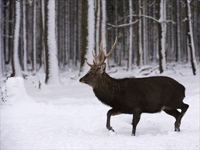 Sika deer (Cervus nippon)