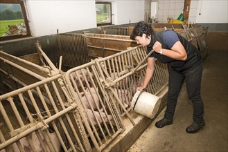 Young farmer feeding pigs