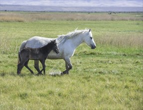 White mare with dark foal running through wet grass