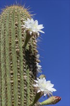 Blooming cactus Echinopsis chiloensis greenhouse