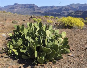 Mountain landscape with Prickly Pear Cactus (Opuntia)