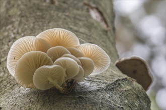 Porcelain fungus (Oudemansiella mucida) on a beech tree