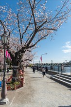 Sumida Park with blooming cherry trees