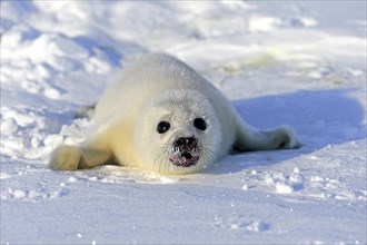 Harp Seal or Saddleback Seal (Pagophilus groenlandicus