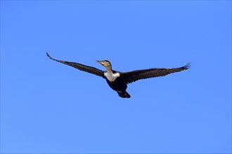 White-breasted Cormorant (Phalacrocorax carbo Lucides)