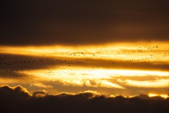 Flock of Pink-footed Geese (Anser brachyrhynchus) flying at sunset