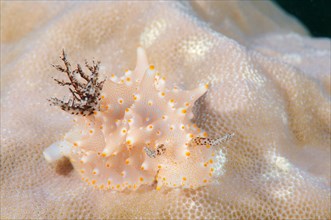 Sea slug or nudibranch (Halgerda malesso)
