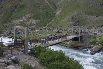 Horses are driven over a suspension bridge