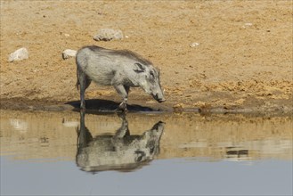 Common Warthog (Phacochoerus africanus) at a waterhole