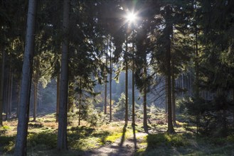 Sun shining through pine forest
