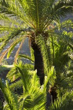 Canary Island Date Palm (Phoenix canariensis)