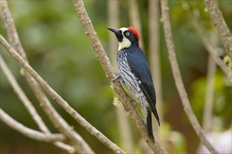 Acorn Woodpecker (Melanerpes formicivorus) perched on a branch
