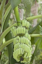 Bananas (Musa)