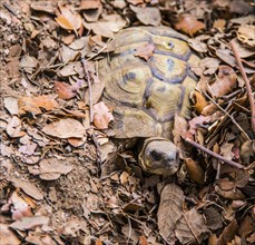 Hermann tortoise (Testudo hermanni) buried in foliage