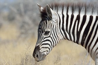 Burchell's zebra (Equus burchelli)