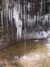 Strumpfelbach brook with icicles in winter
