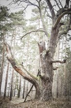 Old English oak (Quercus robur)