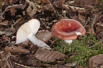 Russula mushrooms (Russula grisescens)