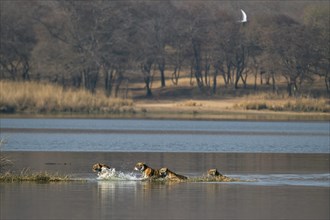 Wild Indian Tigers or Bengal Tigers