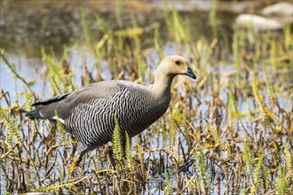 Greylag goose (Anser anser)