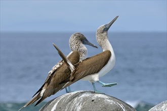 Blue-footed Booby (Sula nebouxii)