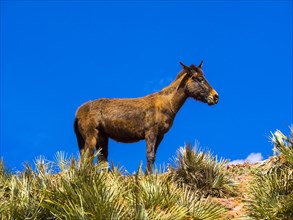 Horse on a path in the Atlas Mountains