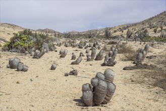 Copiapoa Cacti (Copiapoa columna-albain) growing in a barren landscape