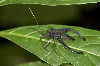 Assassin Bug (Reduviidae sp.)