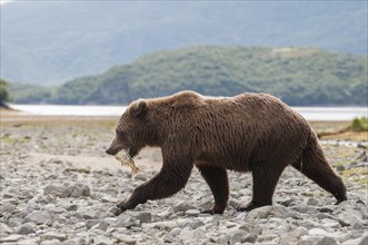 Brown Bear (Ursus arctos) with fish