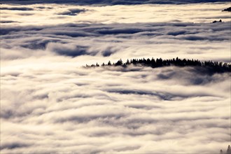 Forest above the cloud level