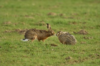 Two hares (Lepus europaeus) sniffing each other on a meadow in the mating season