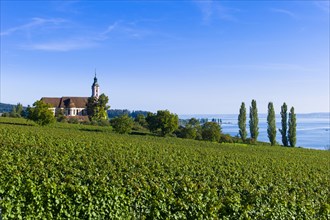 Vineyards on Lake Constance