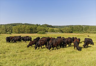 Cattle herd of Zickentaler Moorochsen