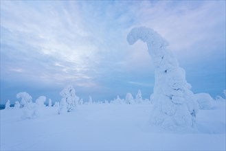 Snow-covered trees