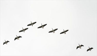 Flock of Greylag Geese (Anser anser) flying in V-formation